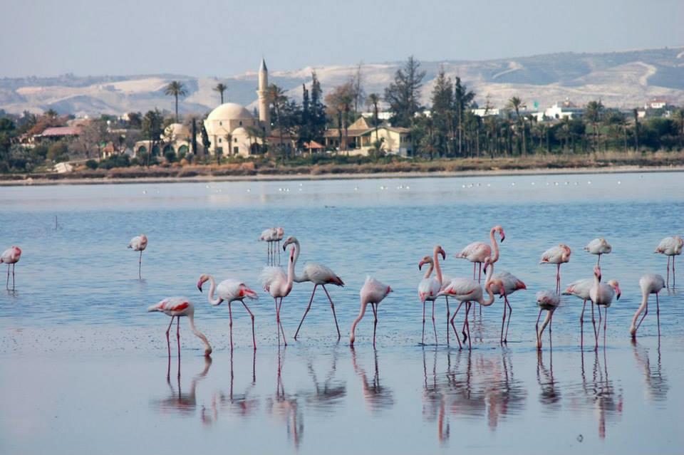 The White House Villa Larnaca Exterior foto